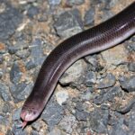 Pictures of Blind Snake