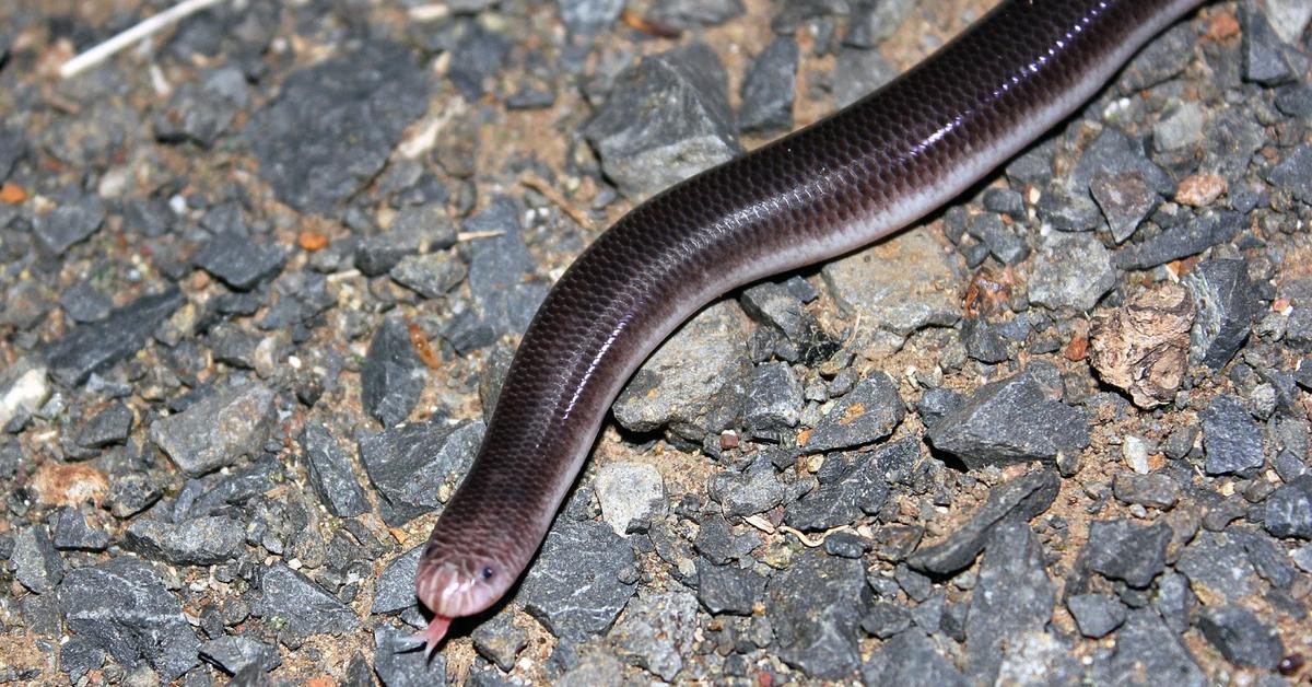 Pictures of Blind Snake