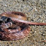 Pictures of Red Racer Snake