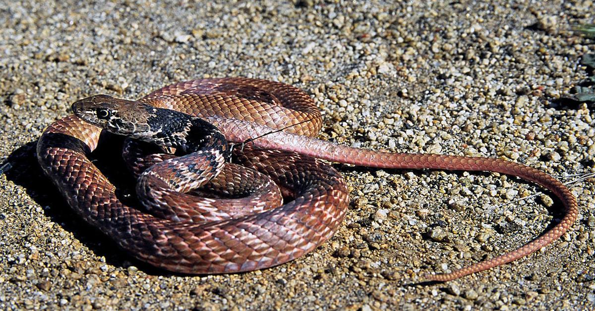 Pictures of Red Racer Snake