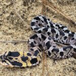 Pictures of Southern Hognose Snake