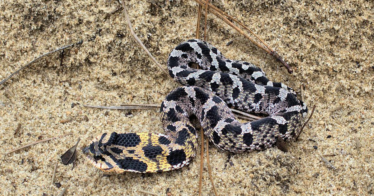 Pictures of Southern Hognose Snake