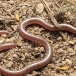 Pictures of Western Blind Snake