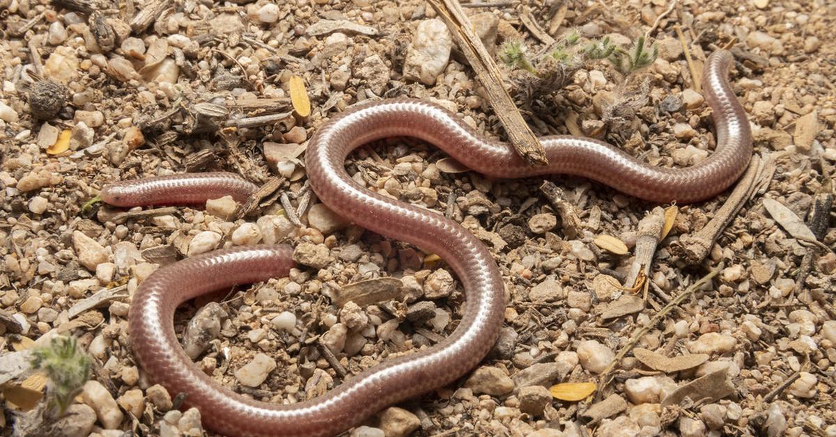 Pictures of Western Blind Snake