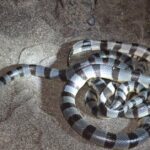 Pictures of Night Snake