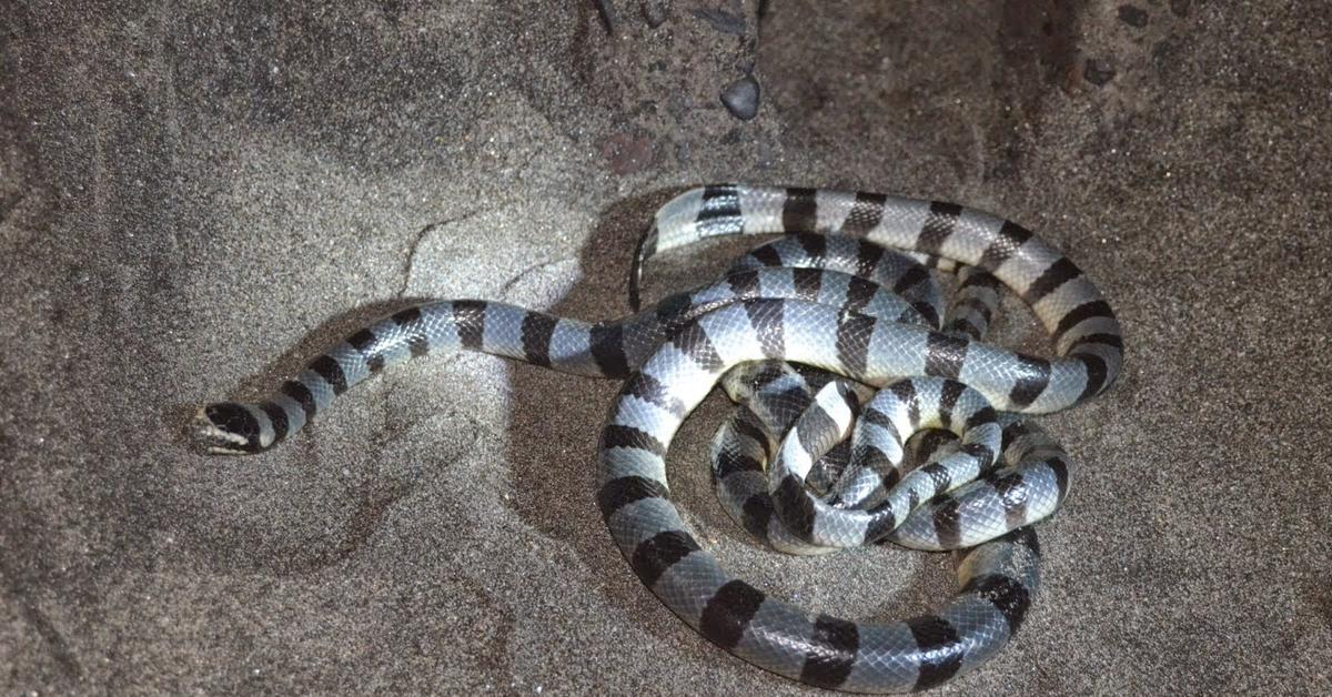 Pictures of Night Snake