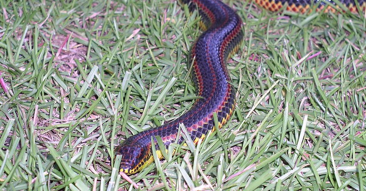 Pictures of Hognose Snake