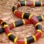 Pictures of Texas Coral Snake