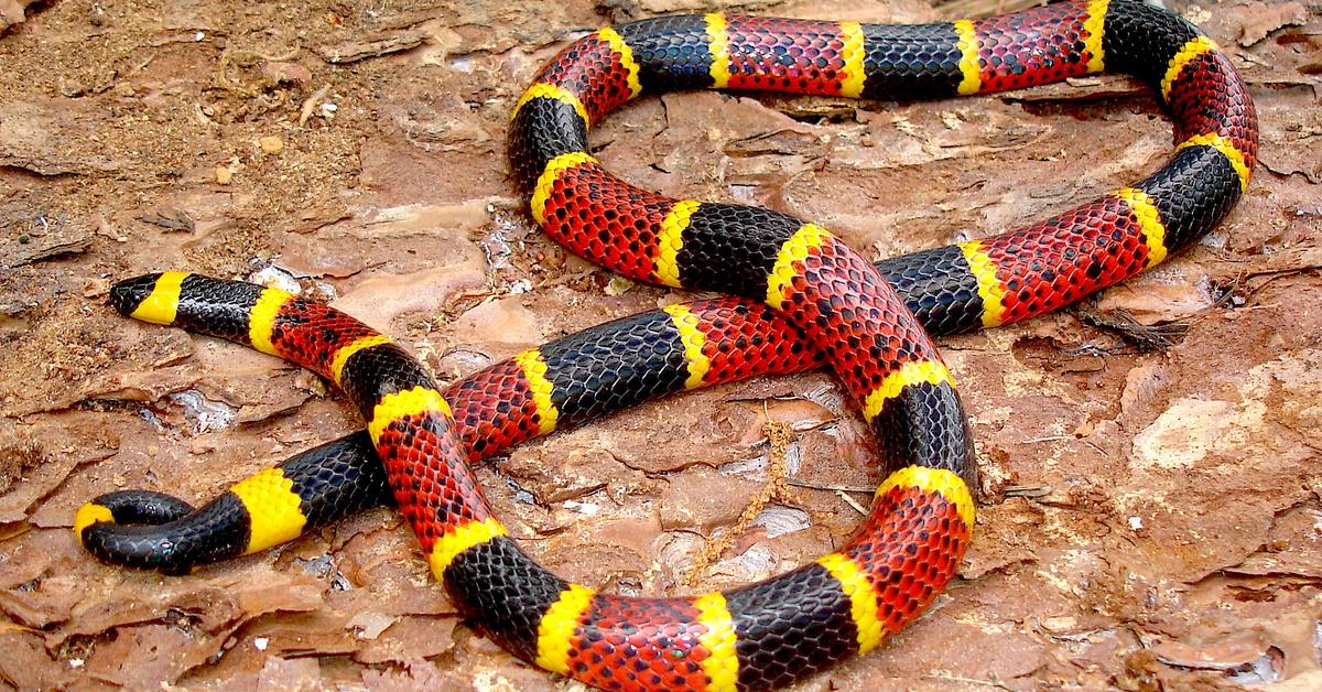 Pictures of Texas Coral Snake