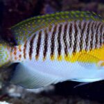 Pictures of Masked Angelfish