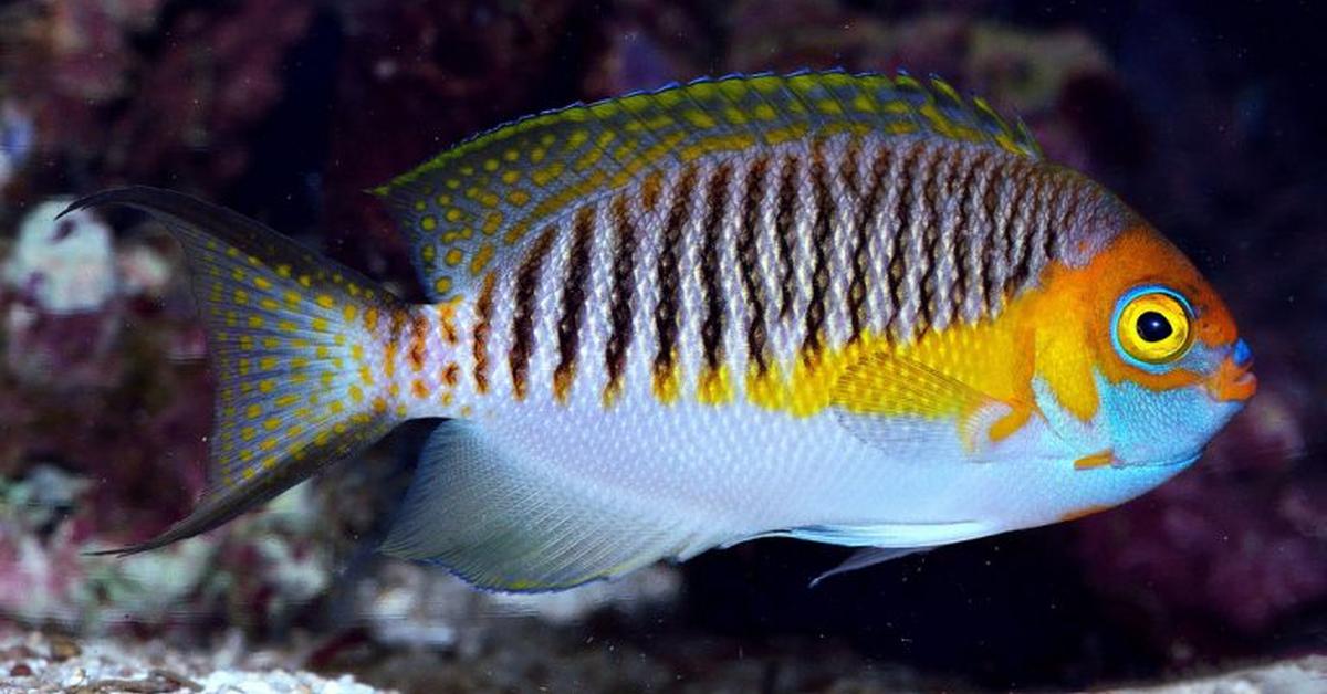 Pictures of Masked Angelfish