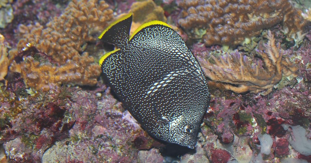 Pictures of Wrought Iron Butterflyfish