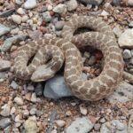 Pictures of Texas Night Snake