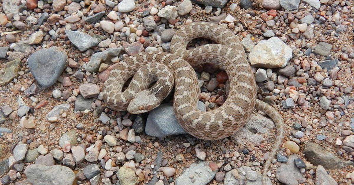 Pictures of Texas Night Snake