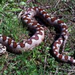 Pictures of Nose-Horned Viper