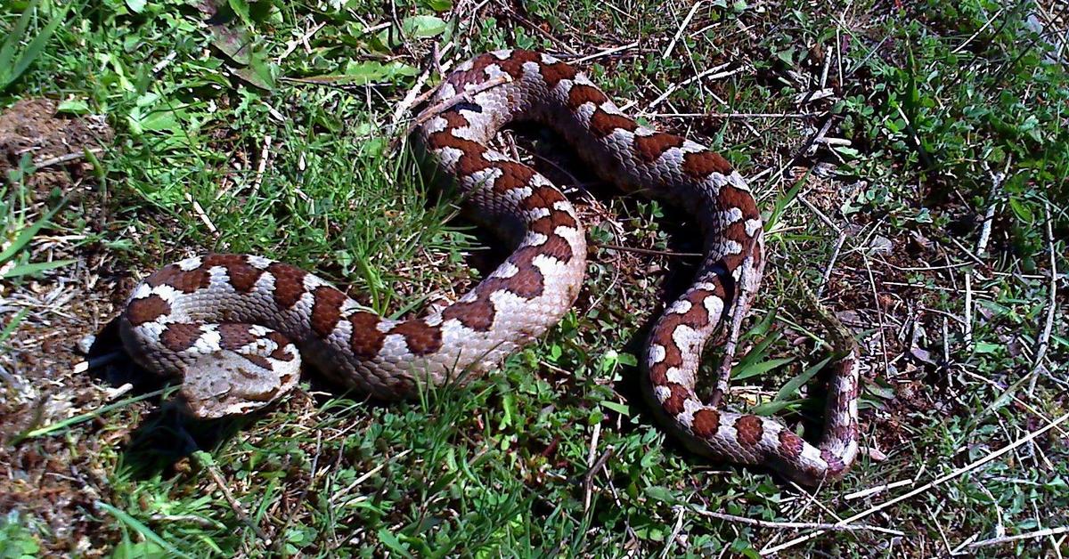 Pictures of Nose-Horned Viper