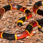 Pictures of Eastern Coral Snake