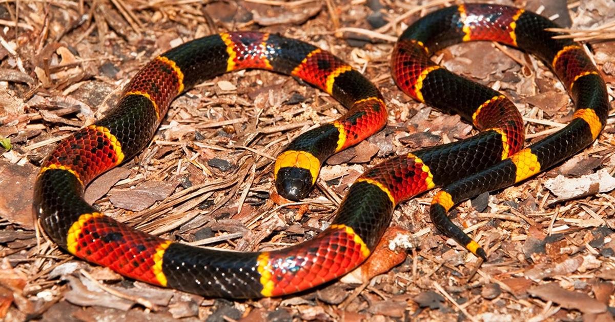 Pictures of Eastern Coral Snake