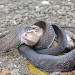 Pictures of Great Plains Rat Snake