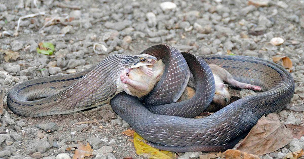 Pictures of Great Plains Rat Snake