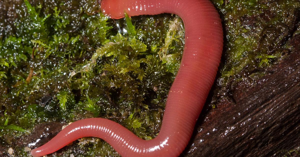 Pictures of Kinabalu Giant Red Leech