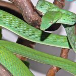 Pictures of Vine Snake