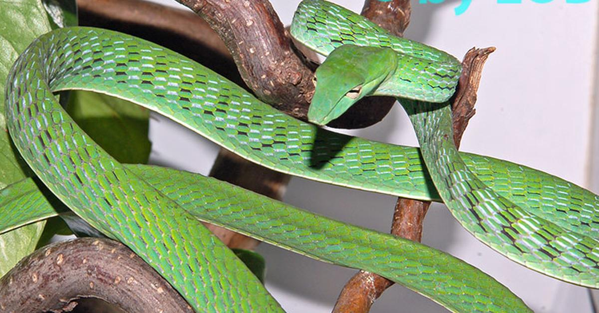 Pictures of Vine Snake