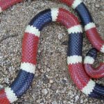 Pictures of Arizona Coral Snake