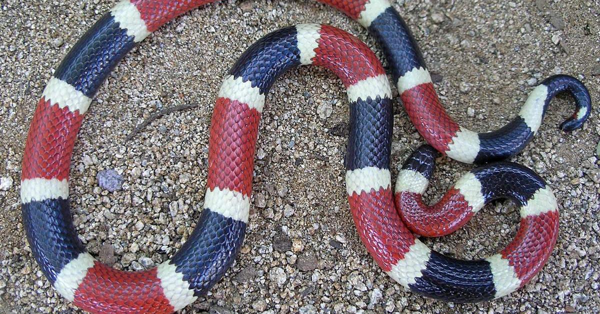 Pictures of Arizona Coral Snake