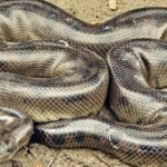 Pictures of Bolivian Anaconda