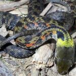 Pictures of Keelback
