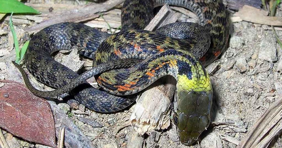 Pictures of Keelback