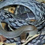 Pictures of Beauty Rat Snake