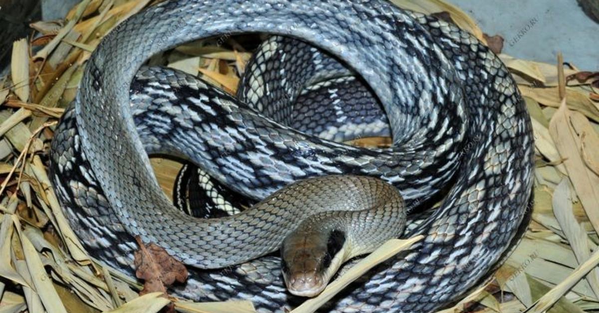 Pictures of Beauty Rat Snake