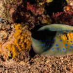 Pictures of Polka Dot Stingray