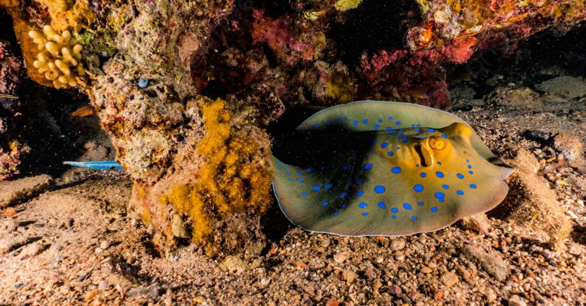 Pictures of Polka Dot Stingray