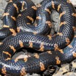 Pictures of Pipe Snake