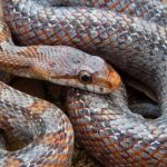 Pictures of Bairds Rat Snake