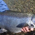 Pictures of Atlantic Salmon