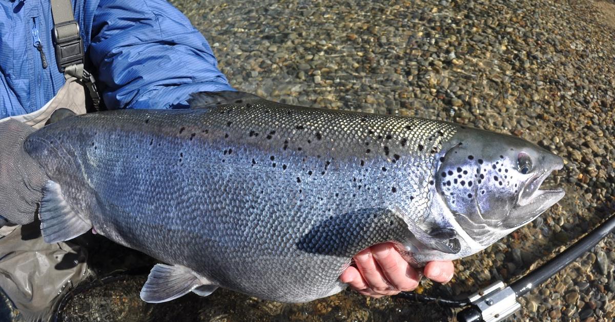 Pictures of Atlantic Salmon