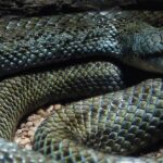 Pictures of Japanese Rat Snake