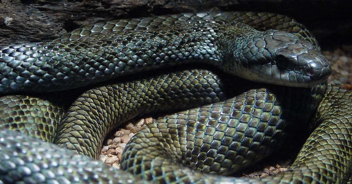 Pictures of Japanese Rat Snake