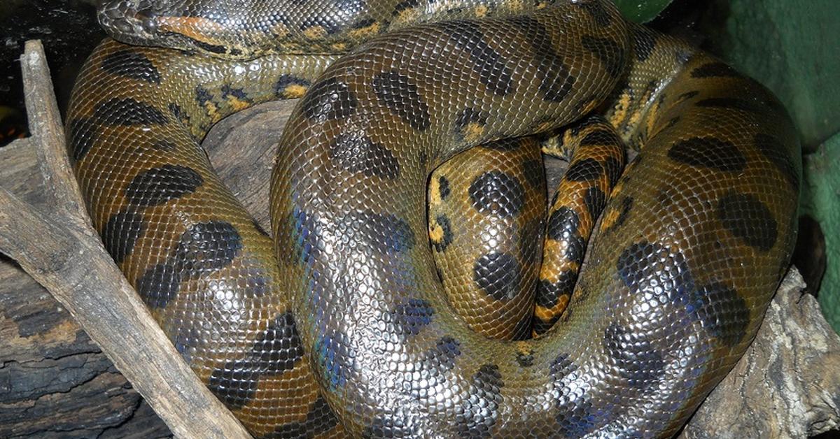 Pictures of Green Anaconda