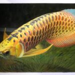 Pictures of Platinum Arowana