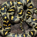 Pictures of Mandarin Rat Snake