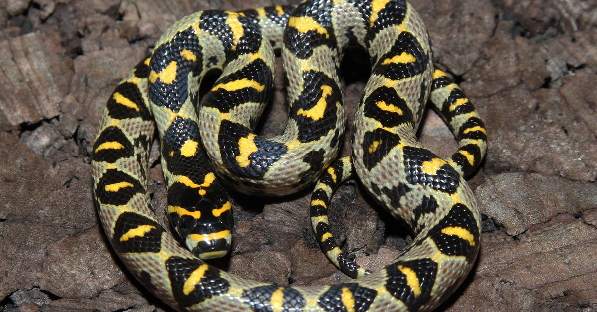 Pictures of Mandarin Rat Snake