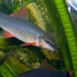 Pictures of Rainbow Shark