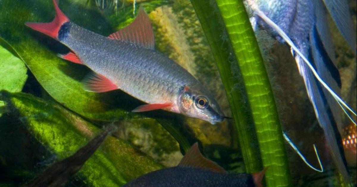 Pictures of Rainbow Shark