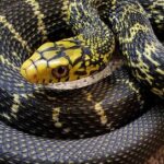 Pictures of King Rat Snake