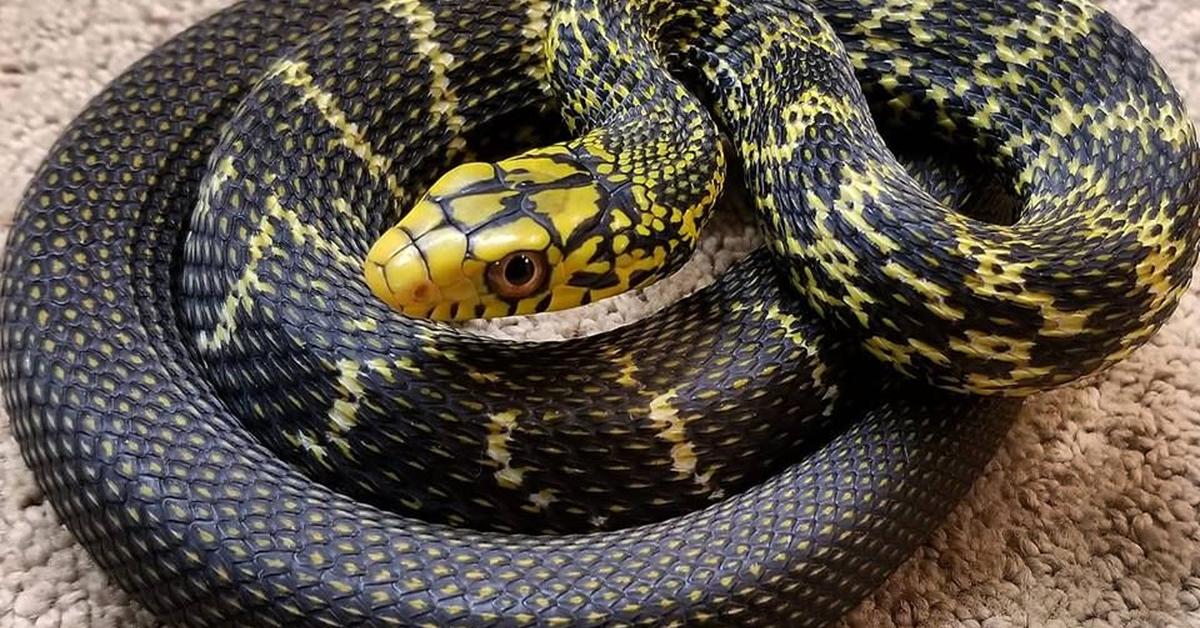 Pictures of King Rat Snake